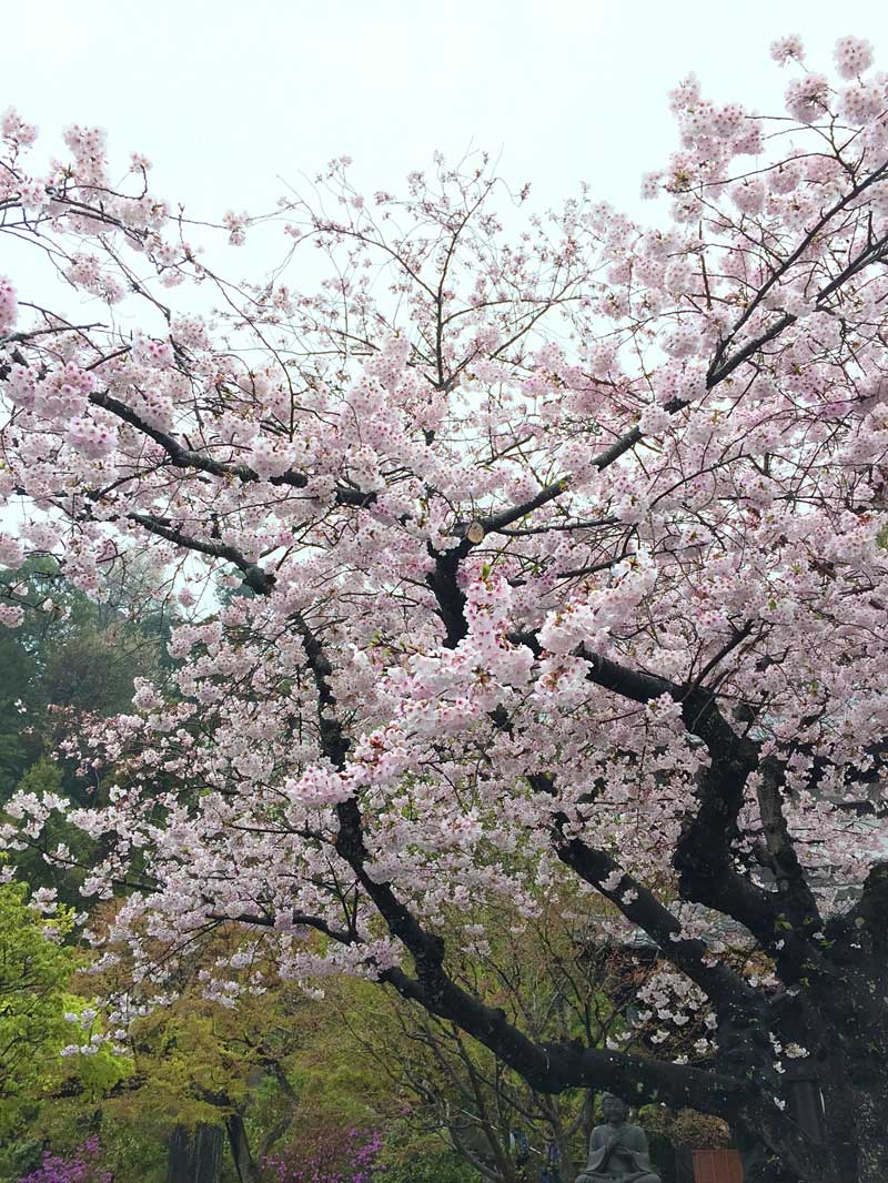 花の寺　桜が満開 鎌倉・長谷寺