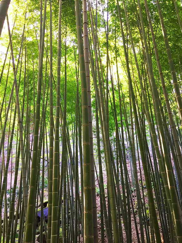 美しい竹の庭を堪能できる　鎌倉・報国寺（竹寺）